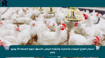 أسعار الفراخ البيضاء والحمراء وكرتونة البيض بالسوق اليوم الجمعة 20 يونيو 2025